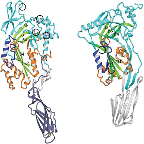 Molecular models of perforin and PFO. Ribbon representations of ...