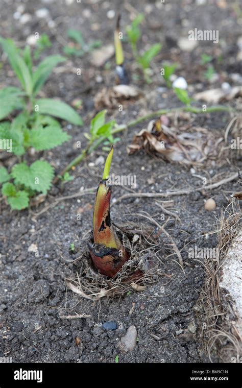 Musa Basjoo banana pup, after frost damage in the winter the hardy ...