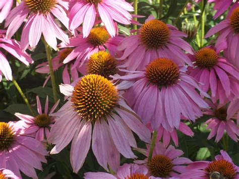 Coneflowers. Very hardy, full sun and mostly deer resistant ...