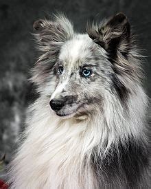 Shetland Sheepdog - Wikipedia