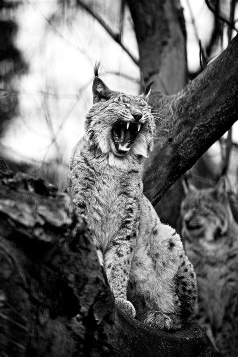 Lynx | Animals, Lynx, Creatures