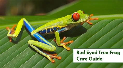 Red Eyed Tree Frog Care (Complete Habitat, Diet, & Care Guide)