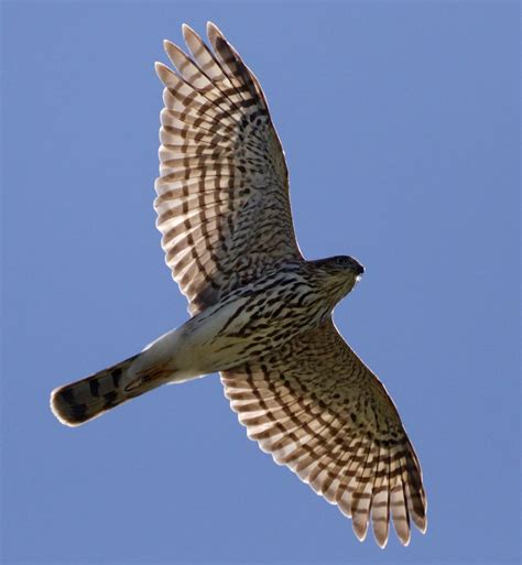 Cooper’s Hawk | San Diego Bird Spot