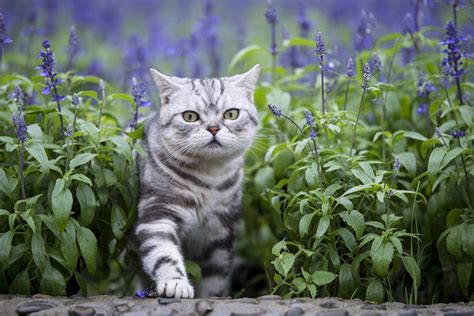 Is Lavender Safe For Cats? | Dutch