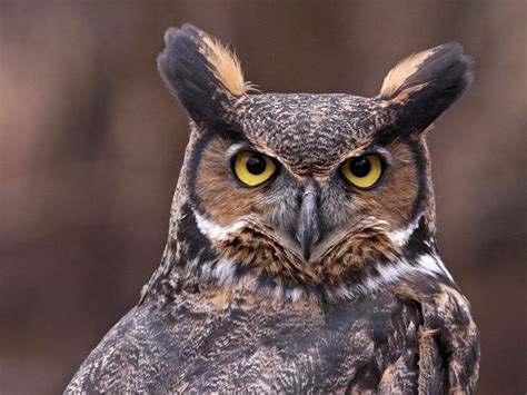 great horned owl symbolism