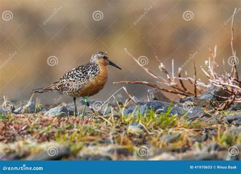 Red Knot stock image. Image of feeding, shore, nome, animal - 41970653