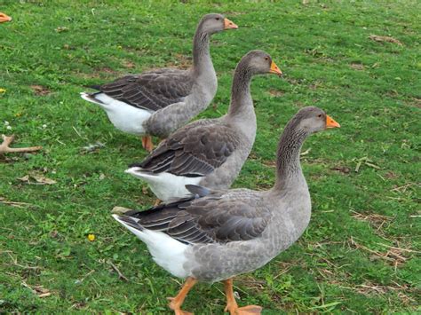 The Talking Berry Farm: Toulouse Geese