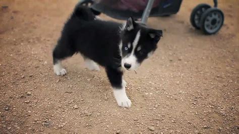 Huskimo Puppy Loves Affection | The Daily Puppy - YouTube