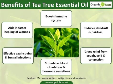 13 Amazing Uses of Tea Tree Oil | Organic Facts