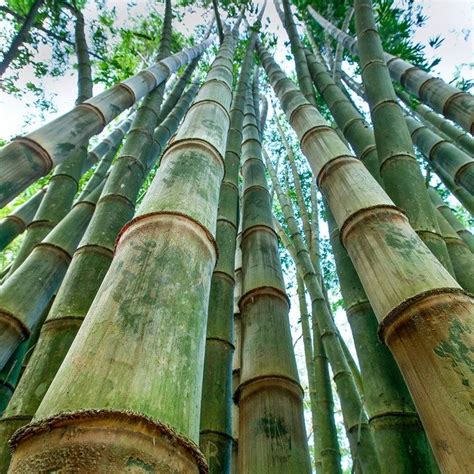 10 different types of bamboo | Bamboo plants, Bamboo, Beautiful outdoor ...