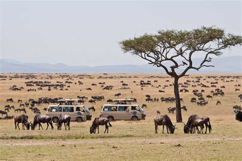 Maasai mara safaris - kenya tours, maasai mara national reserve