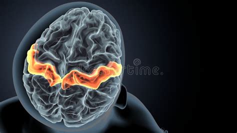 3d Illustration of Human Brain Post Central Anatomy. Stock Illustration ...