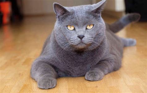 Fluffy Cat Breeds Grey - Pets Lovers