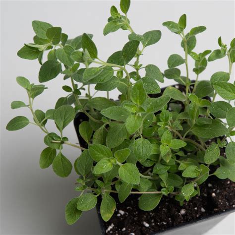 Italian Oregano Plants For Sale | Origanum x Majoricum | The Growers ...