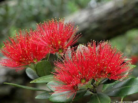 Image result for native new zealand flowers | Tree with red flowers ...