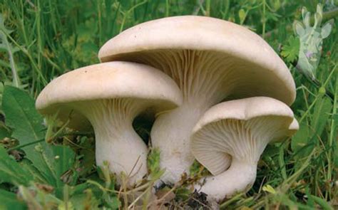 Pleurotus eryngii - Alchetron, The Free Social Encyclopedia