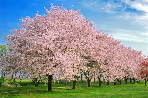 Cherry Blossom Trees - 10 Interesting Facts - Farmers' Almanac - Plan ...