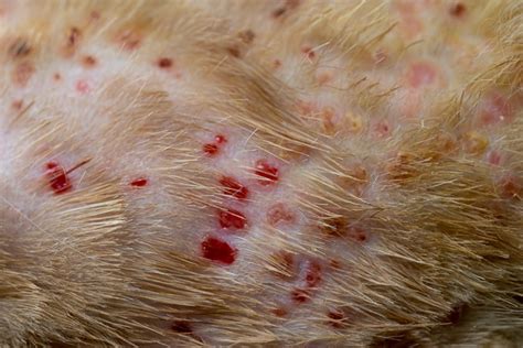 What is Feline Miliary Dermatitis? – [Vet Explains Pets]