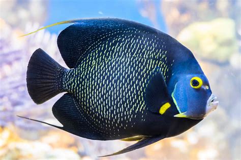 Angelfish Saltwater