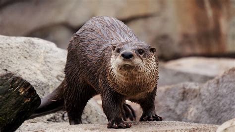 North American River Otter Fast Facts