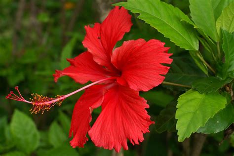 Chinese Hibiscus (Hibiscus rosa-sinensis) - Brilliant Creation