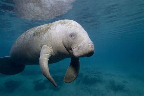 10 Manatee Facts You Didn't Know