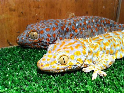 Tokay Gecko. Cute Reptiles, Reptiles And Amphibians, Mammals, Animals ...