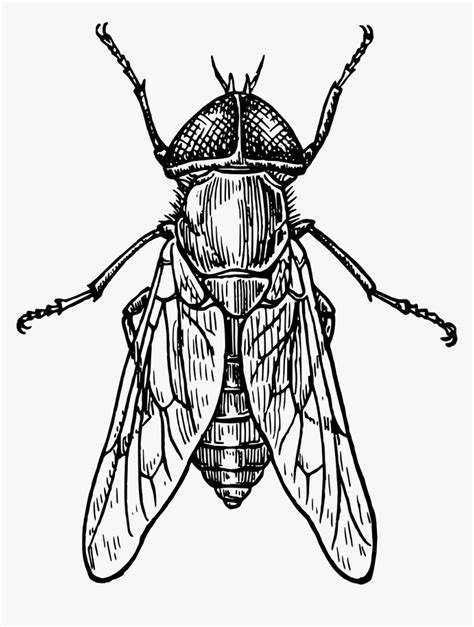 Insect Fly Drawing, HD Png Download - kindpng