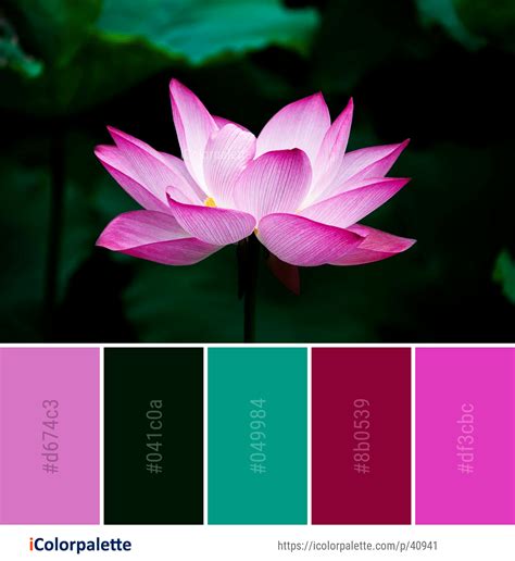 Pink Lotus Size Chart - THE SHOOT