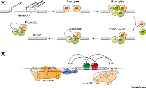 Anything but Ordinary – Emerging Splicing Mechanisms in Eukaryotic Gene ...