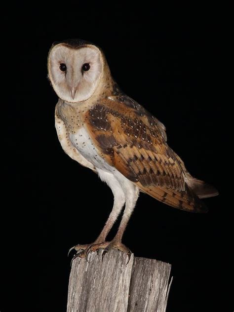 Eastern grass owl - Alchetron, The Free Social Encyclopedia