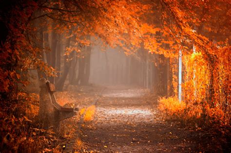 splendor, Leaves, Bench, Nature, Forest, Fall, Autumn, Path, Autumn ...