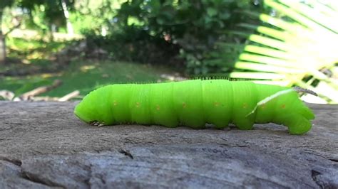 Cocytius antaeus (Giant sphinx moth , caterpillar.) - YouTube