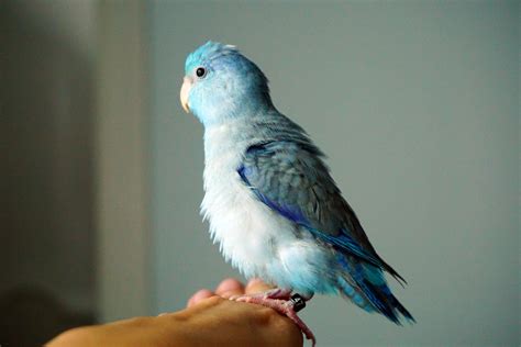 9 Top Blue Parrot Species to Keep as Pets