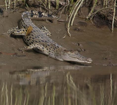 Wildlife sanctuaries and animal shelters in Myanmar - MYANMORE