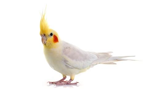 Cockatiel - Facts and Beyond | Biology Dictionary