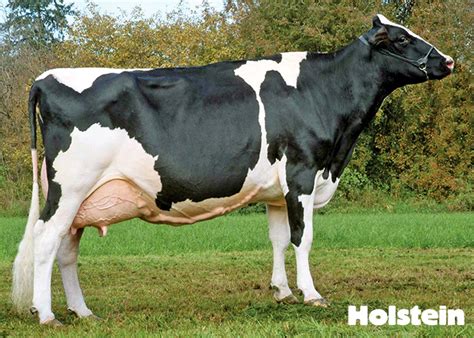 Types Of Brown Cows - All About Cow Photos