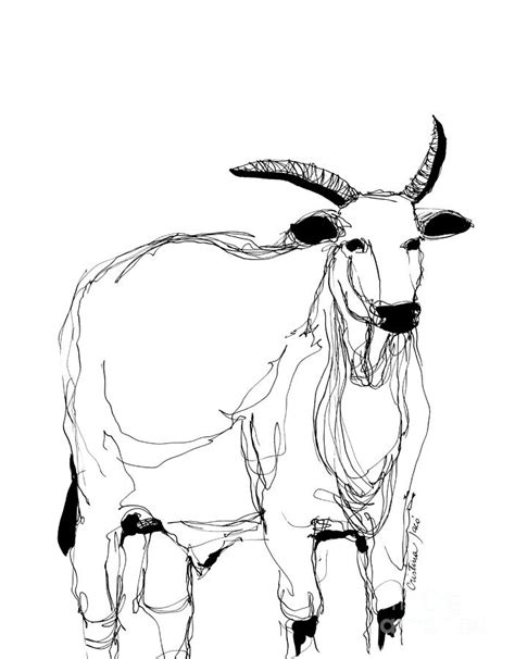 White ox Drawing by Cristina Jaco | Fine Art America