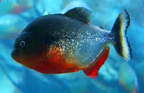 Piranhas As Pets? 5 Things You Should Consider Before Getting One ...