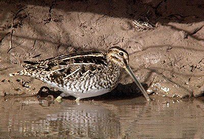 Taheri blog: snipe hunting