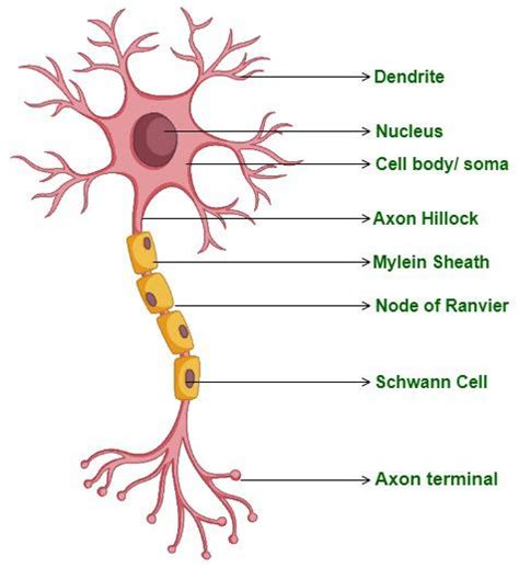 9+ Diagram Of Neuron - NosheenKairyn