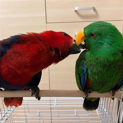 Breeding Pair Eclectus Parrots for Sale - Parrot For Sale