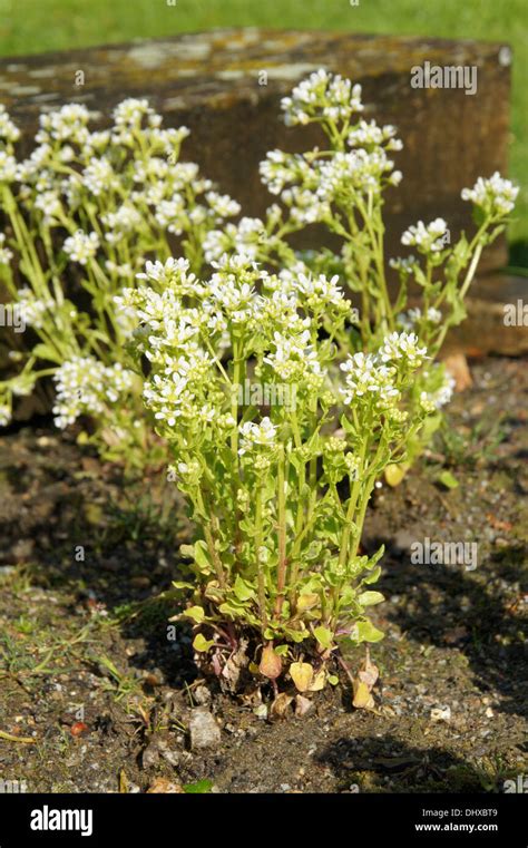 Scurvy grass Stock Photo - Alamy