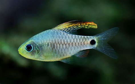 10 Types of Barb Fish to Keep in Your Aquarium - AquariumNexus