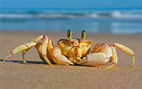 crabs, Sand, Beach, Animals, Crustaceans Wallpapers HD / Desktop and ...