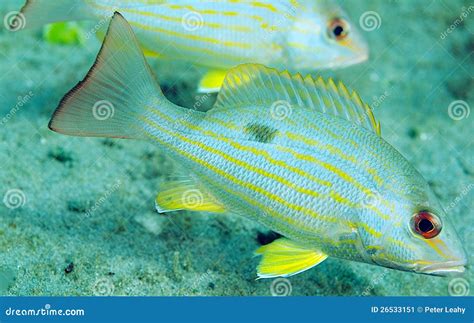 Lane Snapper stock image. Image of ichthyology, holacanthus - 26533151