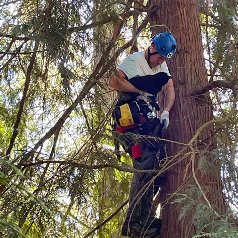 Arborist Brothers-in-Law Start Nonprofit to Rescue Cats From Trees ...