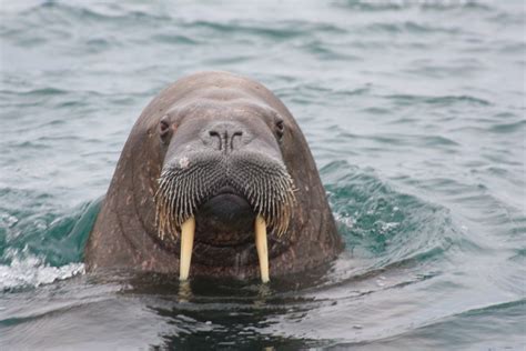 animal: Walrus