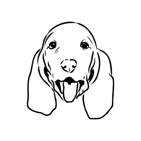 basset hound vector sketch 7315077 Vector Art at Vecteezy