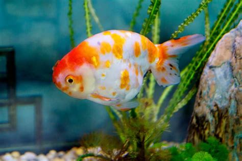 Ranchu Goldfish: Care Guide (with Tank Setup, Mates & Diet)